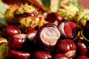 A potpourri of conkers.