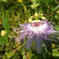 Passion Flower.