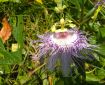 Passion Flower.