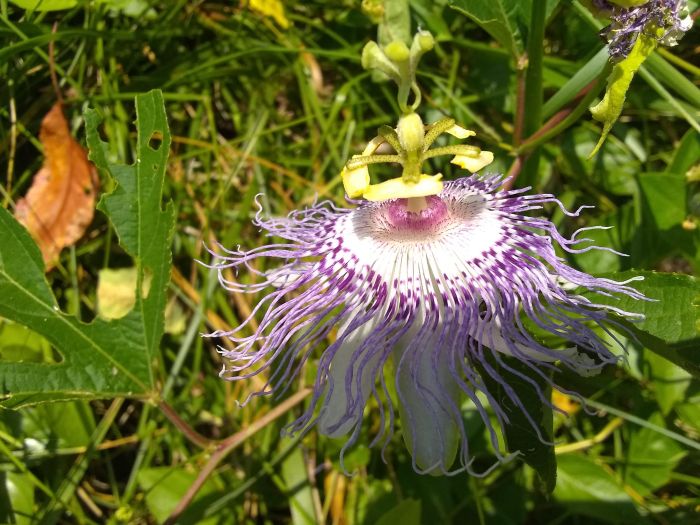 Passion Flower.